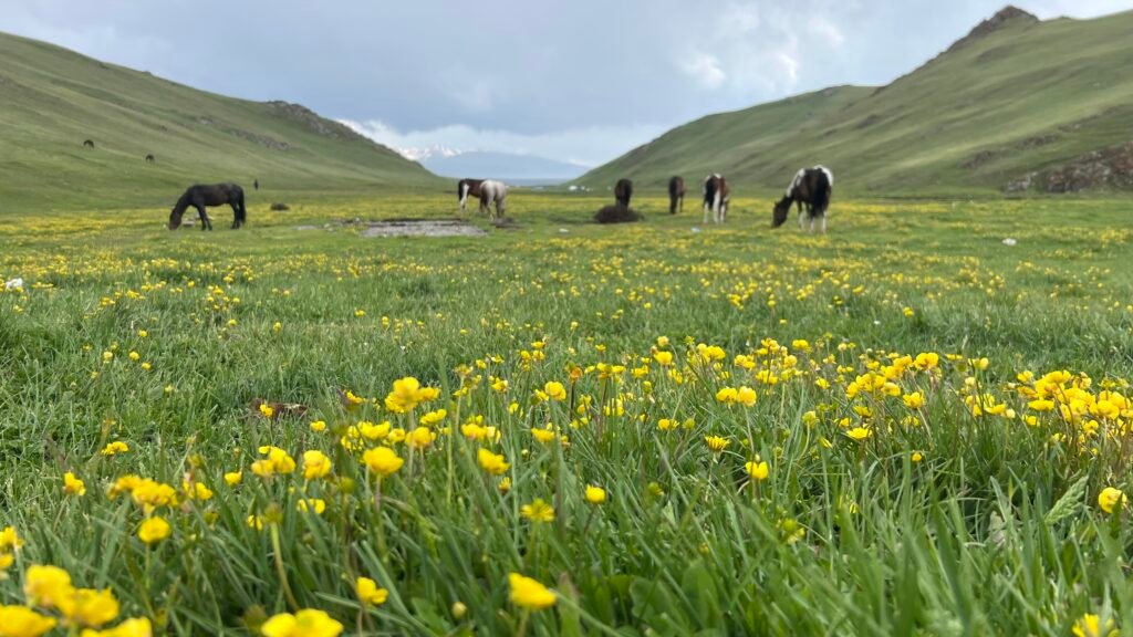 Trekking hiking to Song-Kul lake, Kyrgyzstan